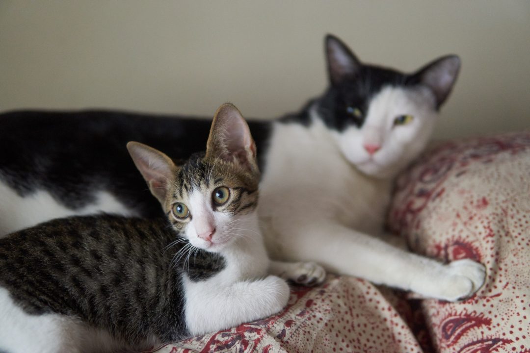 Goodbye 2016 | Foster Kitten
