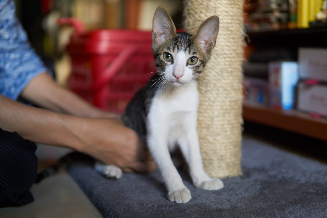 Goodbye 2016 | Foster Cat