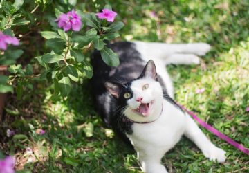 Walking the Cat | Cat Harness