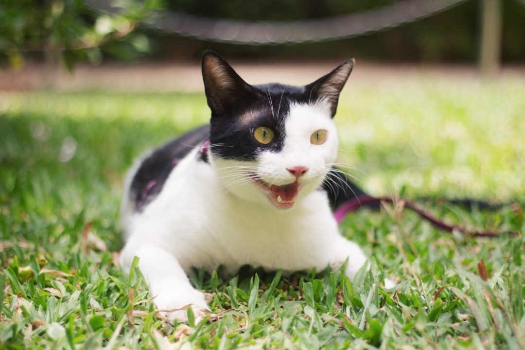 Walking the Cat | Cat Harness