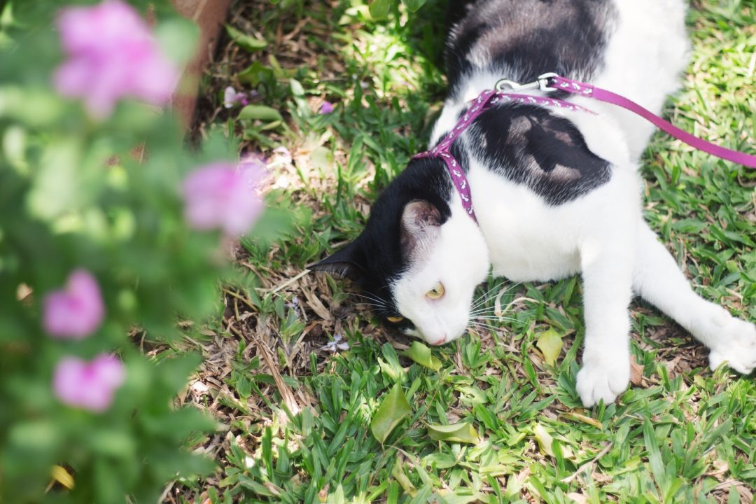 Walking the Cat | Cat Harness