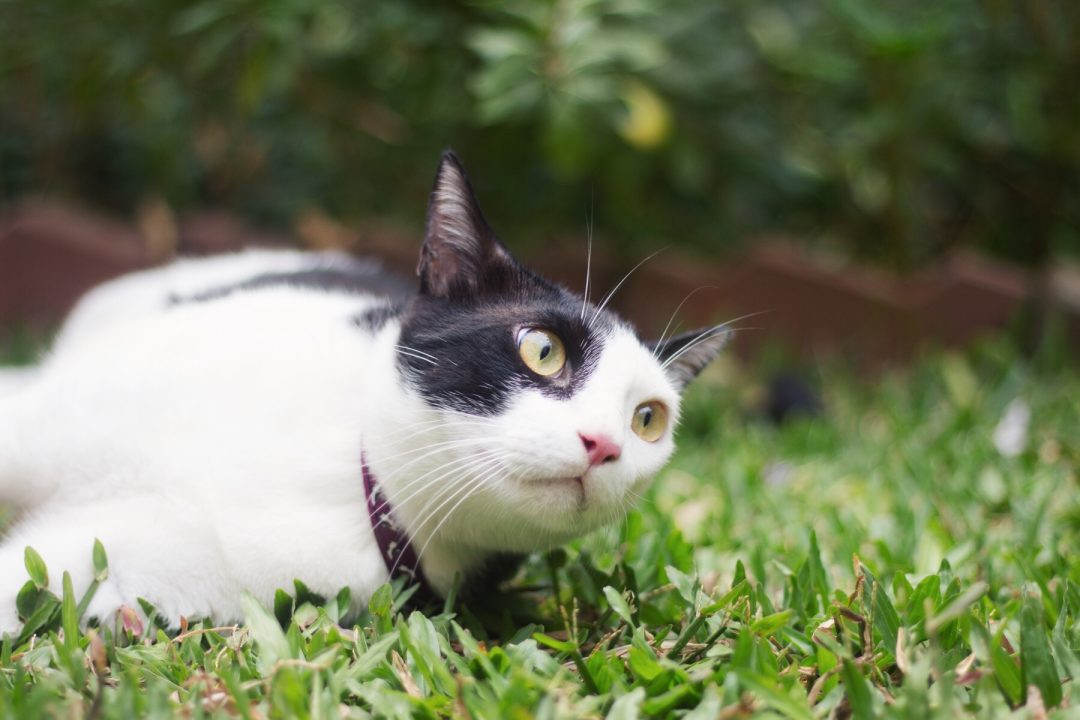 Walking the Cat | Cat Harness