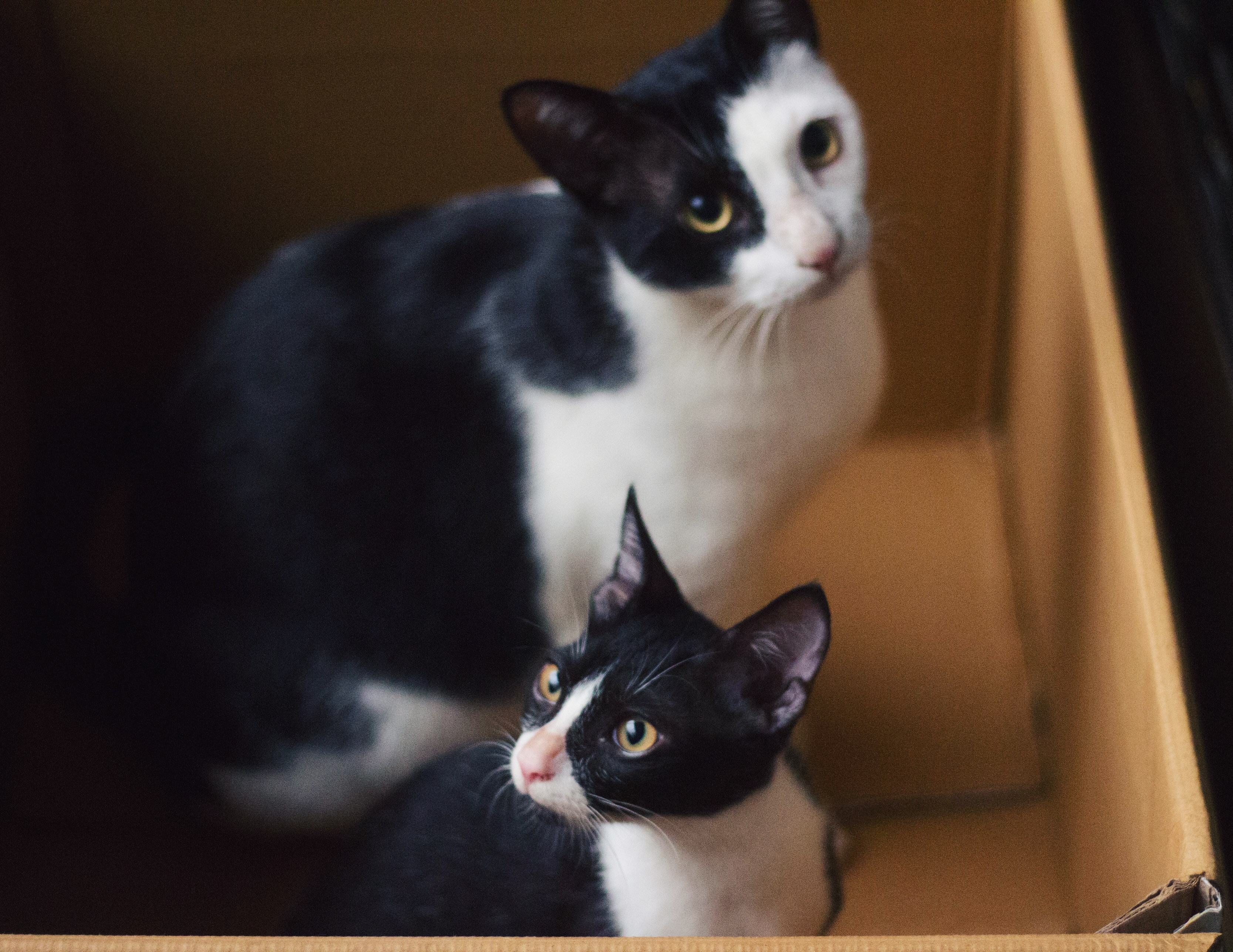 International Cat Day