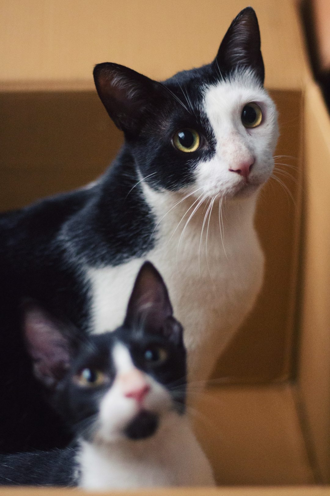 International Cat Day