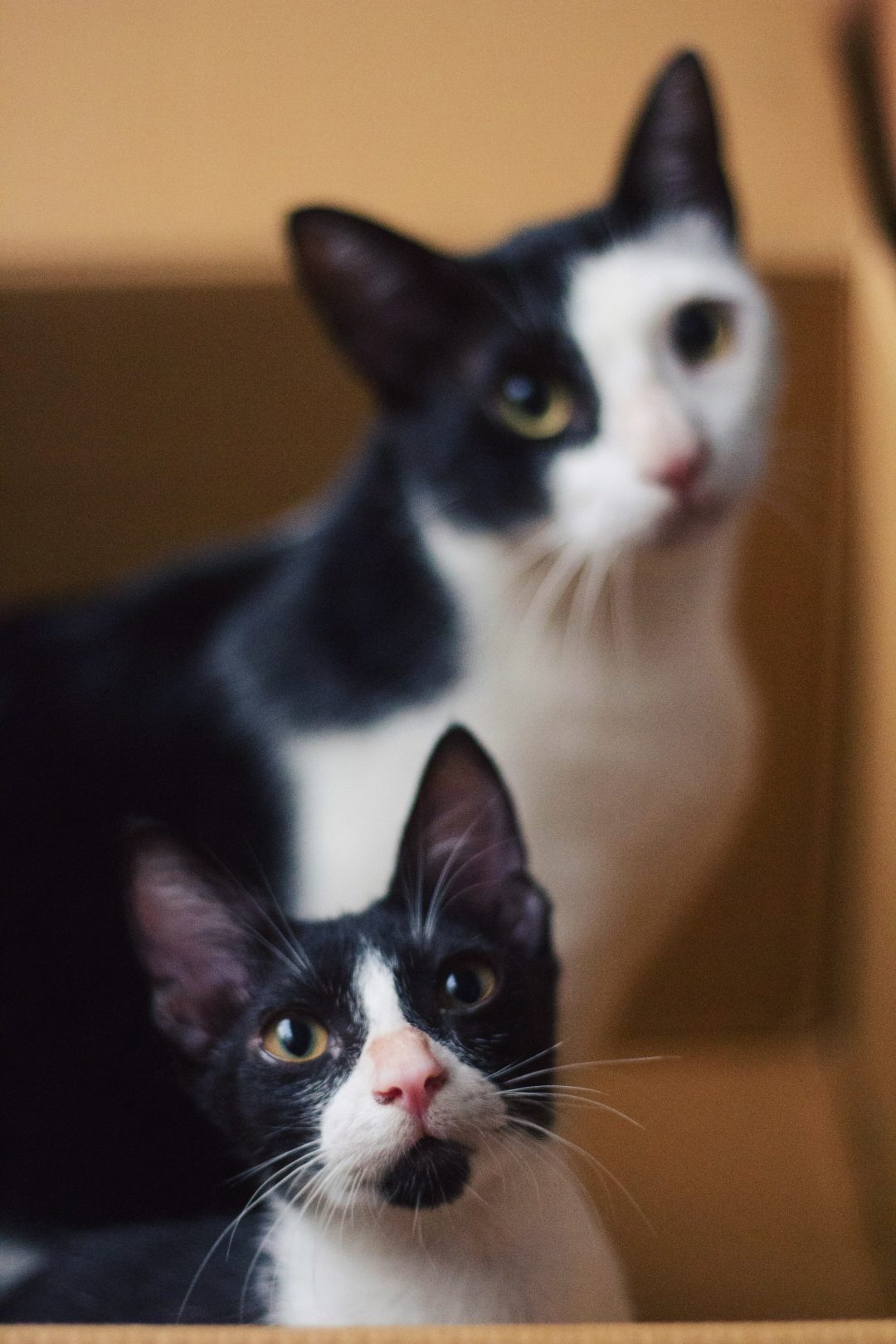 International Cat Day