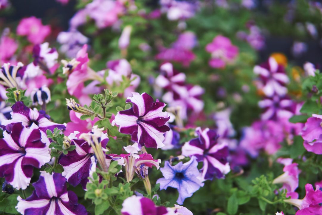 Weekend Getaway to Mahabaleshwar