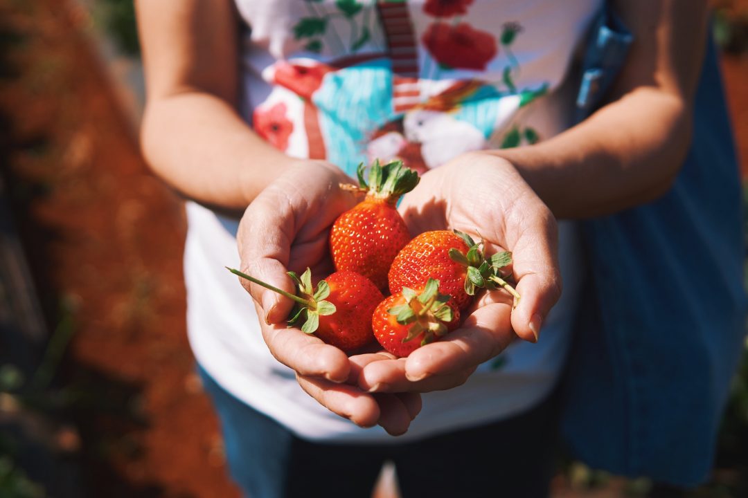 Weekend Getaway to Mahabaleshwar | Strawberry Farms, Picking