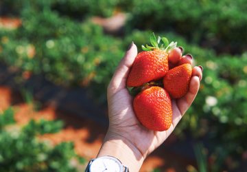 Weekend Getaway to Mahabaleshwar | Strawberry Farms, Picking