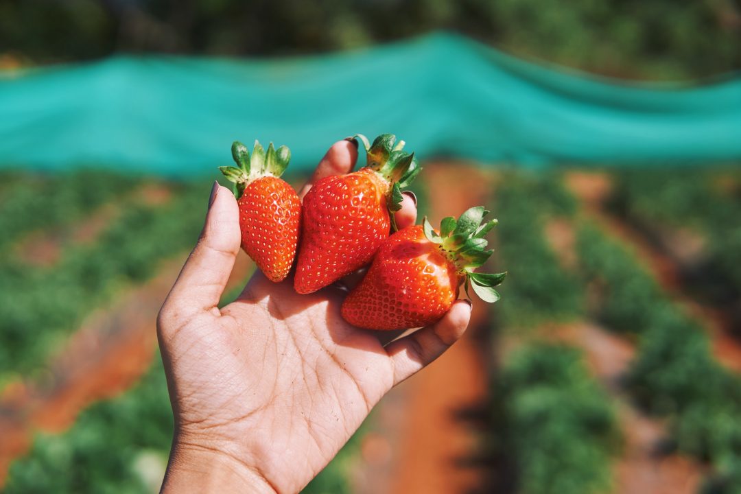 Weekend Getaway to Mahabaleshwar | Strawberry Farms, Picking