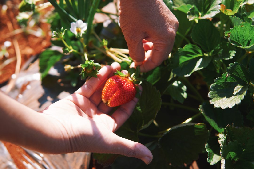 Weekend Getaway to Mahabaleshwar | Strawberry Farms, Picking