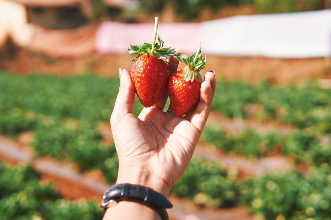 Weekend Getaway to Mahabaleshwar | Strawberry Farms, Picking