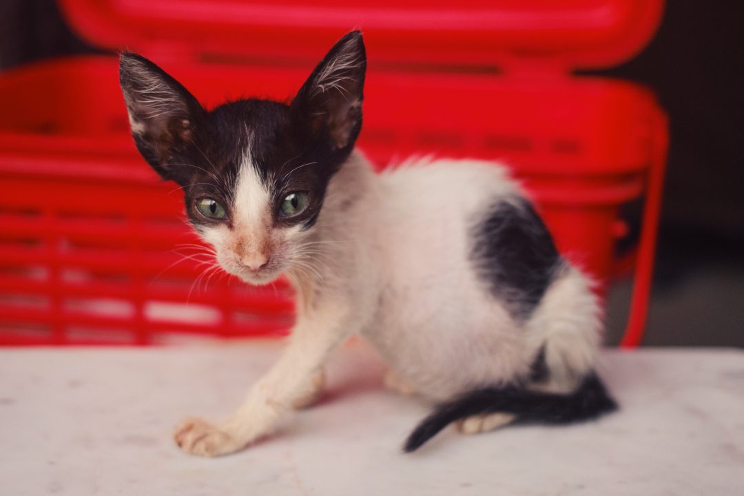 Goodbye 2016 | Foster Cat