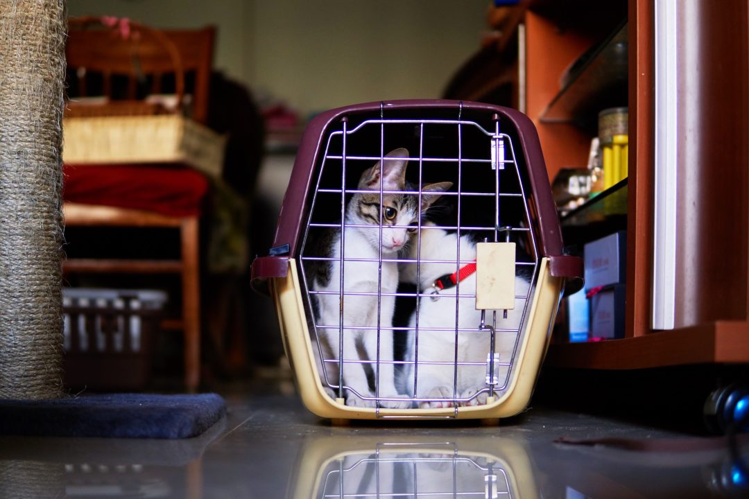 Looking Back | January 2017 | Brittany Cat & Thelma Cat