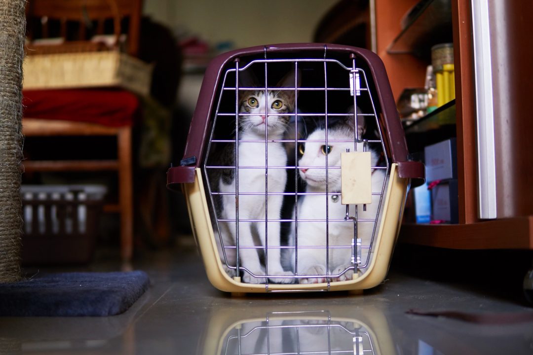 Looking Back | January 2017 | Brittany Cat & Thelma Cat