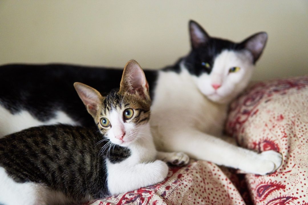 Looking Back | January 2017 | Brittany Cat & Thelma Cat