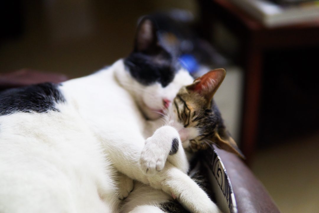 Looking Back | January 2017 | Brittany Cat & Thelma Cat