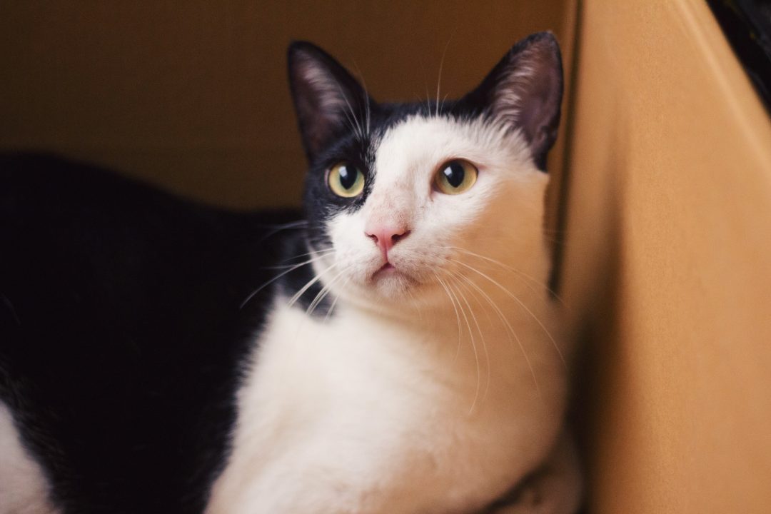 International Cat Day