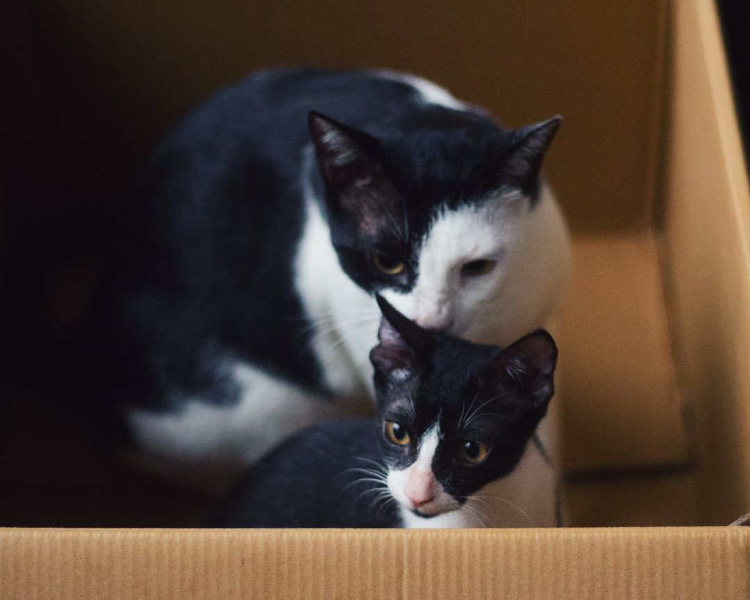 International Cat Day